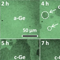 Strain-Dependent Grain Boundary Properties of N-Type Germanium Layers